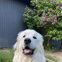 Friggs - Great Pyrenees