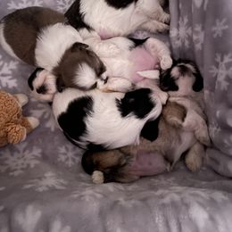 Shih Tzu Puppies from Little Lion Puppies