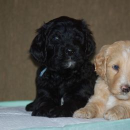 Double Doodle, Goldendoodle, and Poodle Puppies from Top of the Hill Doodles