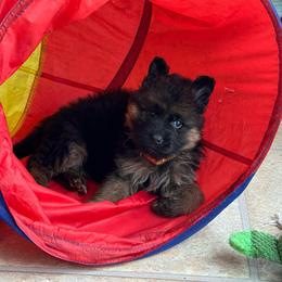 Mr Orange - Black and red male German Shepherd puppy in Lawton, Michigan from Free Indeed Shepherds
