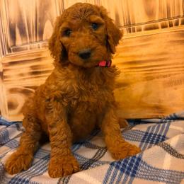 Pink collar - Red  female Poodle puppy in Snowflake, Arizona from Wellington Poodles