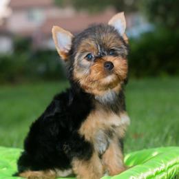 Delightful Girl - Black and gold female Yorkshire Terrier puppy in Stanton, California from Essence of Grace Yorkies