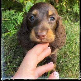 Cirrus (3000) - Chocolate and tan female Dachshund puppy in Albany, Wisconsin from Deglow’s Doxies