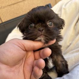 Jane porter - Chocolate female Shih Tzu puppy in Las Vegas, Nevada from Vegas Shih Tzus