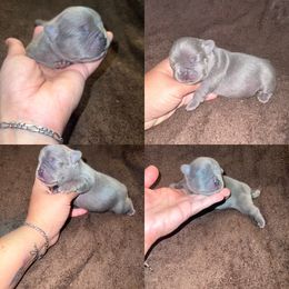 French Bulldog Puppies from Luxurious Desert Frenchies