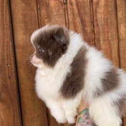 Pomeranian Puppies from Bluebonnet Pomeranians