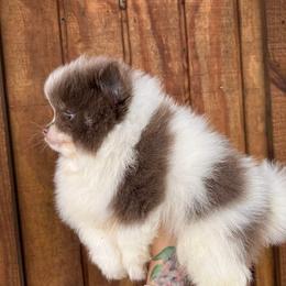 Pomeranian Puppies from Bluebonnet Pomeranians