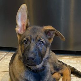 German Shepherds from Alford German Shepherds