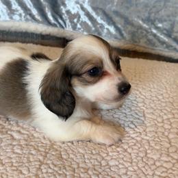 Gustave - Cream male Dachshund puppy in Gladewater, Texas from Devoted Dachshunds
