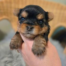 Molly - Blue and gold female Yorkshire Terrier puppy in Battle Ground, Washington from Joyful Yorkies