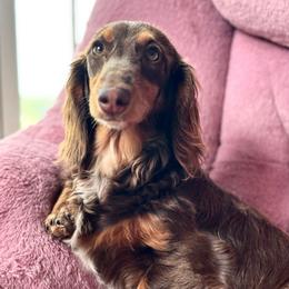 Campbell - Dachshund