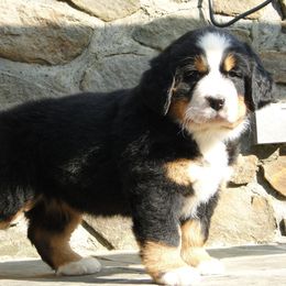 "Our breeding female: Monarda (FCI registered name Willow Bersaltyna) comes to us from Kennel Bersaltyna in Czech Republic." Bernese Mountain Dog Puppies from Grand Mesa Mountain Dogs