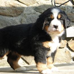 "Our breeding female: Monarda (FCI registered name Willow Bersaltyna) comes to us from Kennel Bersaltyna in Czech Republic." Bernese Mountain Dog Puppies from Grand Mesa Mountain Dogs