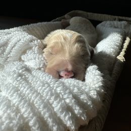 Goldendoodle and Poodle Puppies from Desert Ridge Doodles