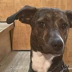 Mountain Curs from Mountaineer Mountain Curs