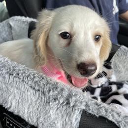 Gidget - Dachshund