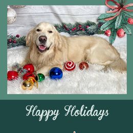 Golden Retriever Puppies from Ruff Life Goldens