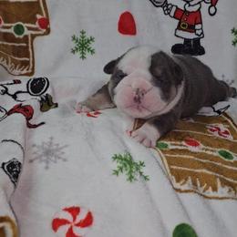 Cupid - Blue tri-color male Bulldog puppy in Franklin Grove, Illinois from Illinois Bullies Kennel