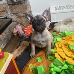 May - Fawn female French Bulldog puppy in Sidney Center, New York from iFrenchi