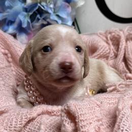 Peony - Cream female Dachshund puppy in Fayetteville, West Virginia from Loop Creek Dachshunds