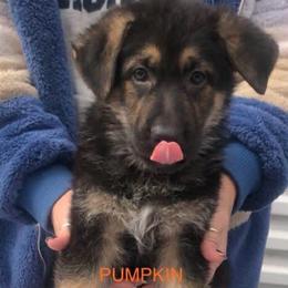 Pumpkin - Black and tan male German Shepherd puppy in Blairsville, Georgia from Black Sheep German Shepherds