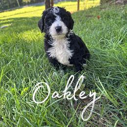 Oakley - Tri-color male Bernedoodle puppy in Julian, Pennsylvania from Happy Valley Doodles