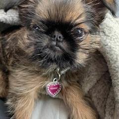 Brussels Griffons from Lavish Griffons