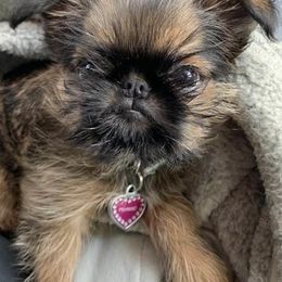Brussels Griffons from Lavish Griffons