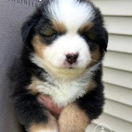 Girl 5 Liberty - Black tri female Miniature Australian Shepherd puppy in Bristow, Iowa from Pine Ridge Toy and Mini Aussies
