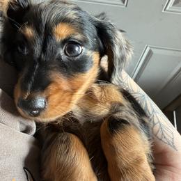 Dachshund Puppies from Birkin’ Paws