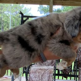 Miniature American Shepherds from Rebecca's Miniature American Shepherds