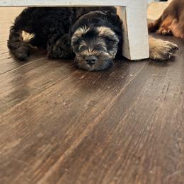 Dachshund, Goldendoodle, and Sheepadoodle Puppies from Doodles & Doxies