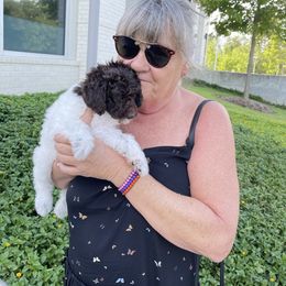 Goldendoodle Puppies from Labradoodleday