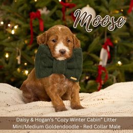 Moose - Red Collar Boy - Apricot male Goldendoodle puppy in Meadville, Pennsylvania from Doodle Paws Pups