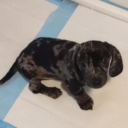 Marvey - Dapple male Dachshund puppy in Acworth, Georgia from Real Life Pupps LLC
