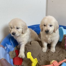 Puppy - Golden Retriever puppy in Linden, Michigan from High Society Farm