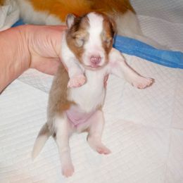 Melody - Sable merle and white female Shetland Sheepdog puppy in Aliquippa, Pennsylvania from Fancypants Shetland Sheepdogs