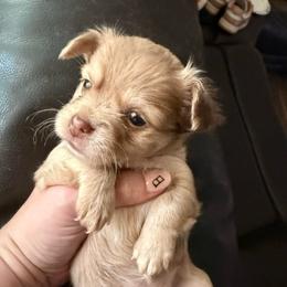 Choc Merle - Merle female Chihuahua puppy in Sherwood, Arkansas from Bartelt Breeders