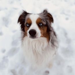 Minnow  - Miniature Australian Shepherd