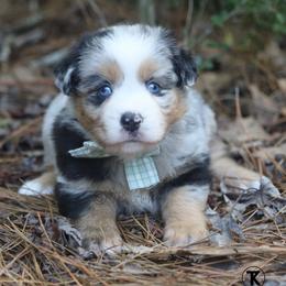 Honor- Blue Merle Female - Blue merle female Miniature Australian Shepherd puppy in Nacogdoches, Texas from TK Standard, Mini, & Toy Aussies