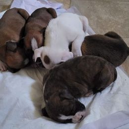 Boxer Puppies from Cerise's Boxers