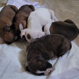 Boxer Puppies from Cerise's Boxers