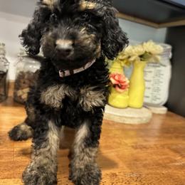 Goldendoodle Puppies from Serenity Goldendoodles