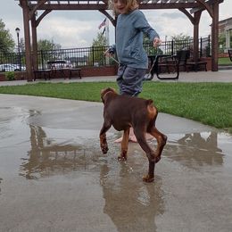 Yellow - Tony Montana - Red and rust Doberman Pinscher puppy in Tallahassee, Florida from Crosspointe Canines; Home of Karmic Doberman Pinschers & Stellar Dutch Shepherds