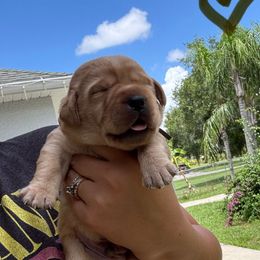 Brown Collar Male - Yellow male Labrador Retriever puppy in Kissimmee, Florida from SunState Labs