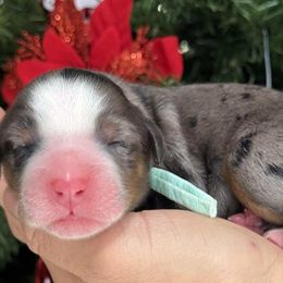 Elf - teal collar boy - Tri-color male Bernedoodle puppy in Yuciapa, California from AlltheDoodlez_