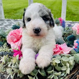 Foxtrot - Merle female Sheepadoodle puppy in Pataskala And Thornville, Ohio from Four Front Doodles - Pataskala