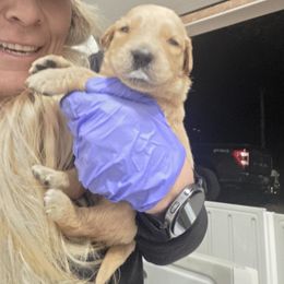 Joy - Dark golden female Golden Retriever puppy in Greenbrier, Tennessee from Glambleberry Goldens