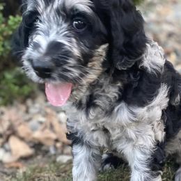 Labradoodles from Hamilton Labradoodles