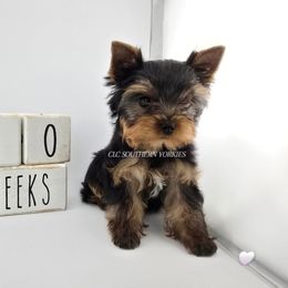 SILVER - Black and gold Yorkshire Terrier puppy in Grand Terrace, California from CLC SOUTHERN YORKIES
